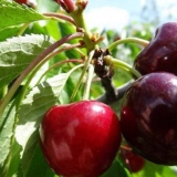 Srce trešnjevog bika